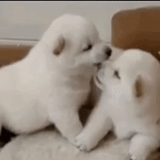 samoyed puppy, samoyeka, samoyed dog, samoyed's favorite puppy, samoyed dogs like it