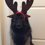 animals, a dog with horns, crested dog, dog animal, funny animals