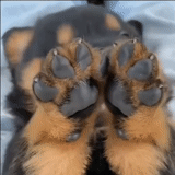 dog feet, potherone's claws, dog's paw, cat's paw, the dog bit its paw