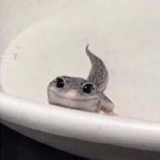 the lizard of the bathroom, funny animals, meme cat lizard, baby don`t cry meme, funny photos of animals