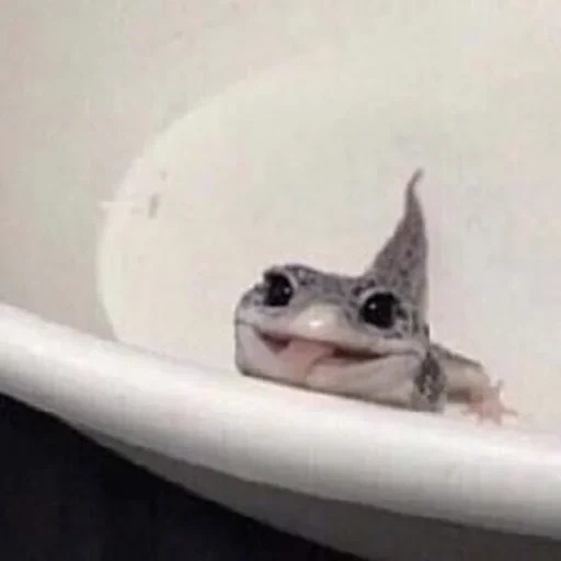 ящерка, геккон, ящерка ванной, ящерица раковине, мем котом ящерицей