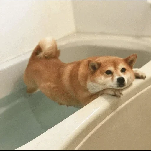 shiba inu, siba inu, shiba inu, siba es un cachorro, siba está nadando