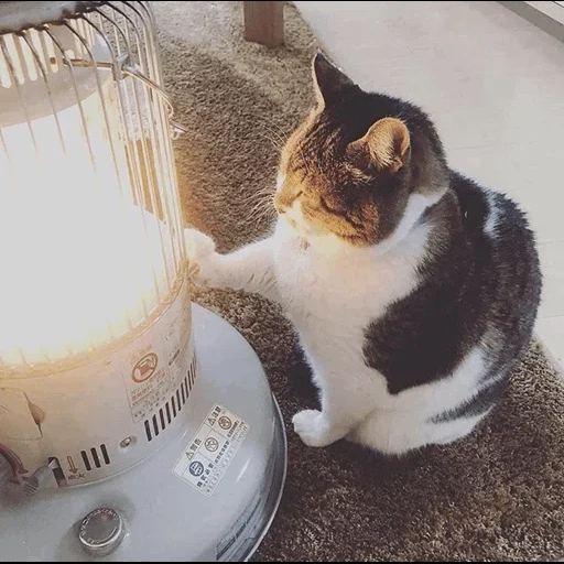 cat, fat cat, cat heater, a thick cat, cats at the heater