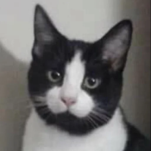 cat, jewish cat, himoral cat, black white cat, black white cat