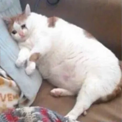 gato gordo, gato gordo, el gato es gordo, mem fat cat, meme de gato gordo