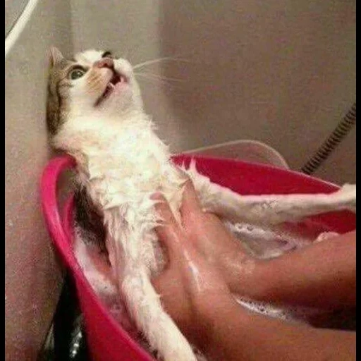 gato, gato, o gato é engraçado, o gato está molhado, gatos fofos são engraçados