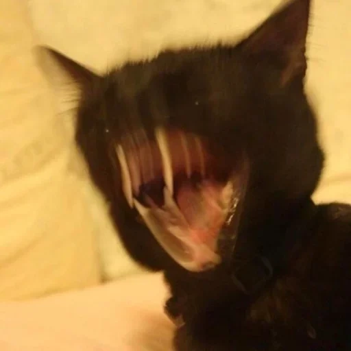 cat, cat, cat squeal, the cats are funny, black cat yells
