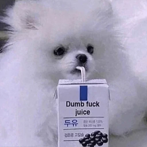 dumb juice, animal puppies, funny animals, the most cute animals, dog drinks dumb juice