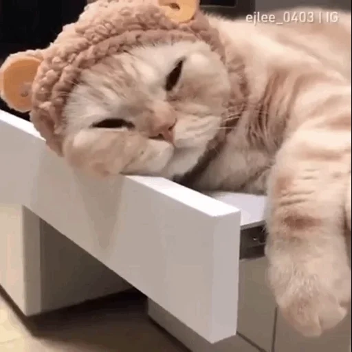 chat, chat, chat endormi, chat bouché, un joli chat éclatant