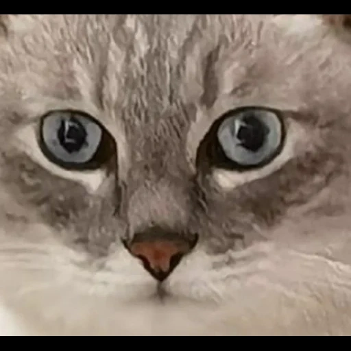 kucing, kucing, kucing, kucing omagard, cat full face