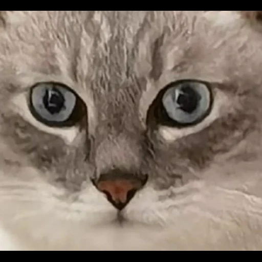 gatto, i gatti, gatto, gatto omagad, faccia di gatto intera