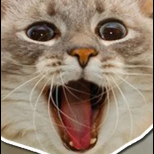 gatto, un gatto meme, testa di gatto, faccia di gatto, faccia di gatto