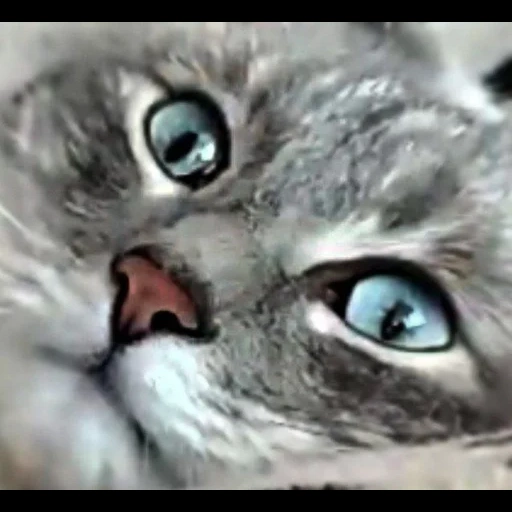 le chat est gris, chats animaux, chat bleu, le chat est des yeux bleus, chat gris aux yeux bleus