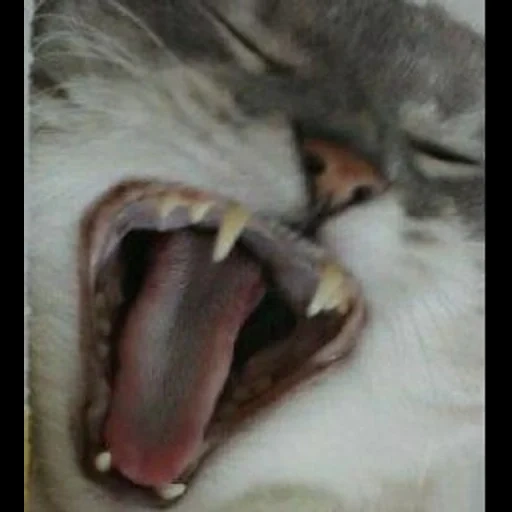кот, кошка, зубы кота, зубы кошки, кот зевака