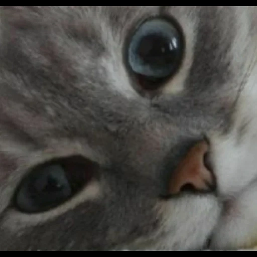 gato, gato, un gato, gatos animales, gato británico