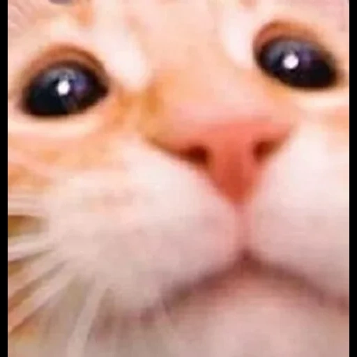 gatto di erba, gattino, selfie di gatti, gatto divertente, animali divertenti