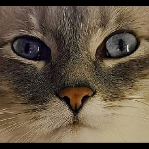 gatto, gatto, faccia di gatto, faccia di gatto, faccia di cane di mare