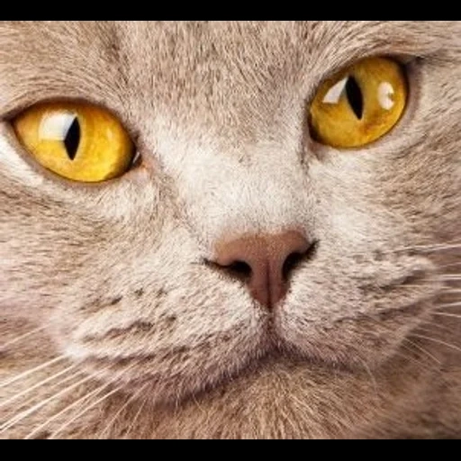 kucing, kucing, kucing, kucing dan kucing, kucing inggris