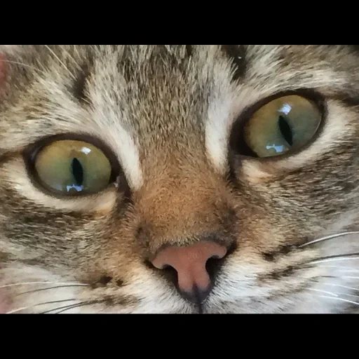 gatto, gatto, faccia di gatto, occhio di gatto, faccia di gatto