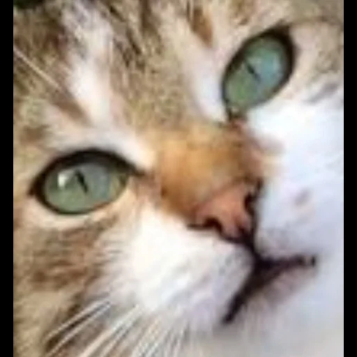 кот, кошки, котик, животные милые, рыжий кот зелеными глазами