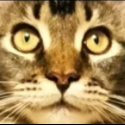 die katze, die katzen, die katze, die katze die katze die katze, the cat face
