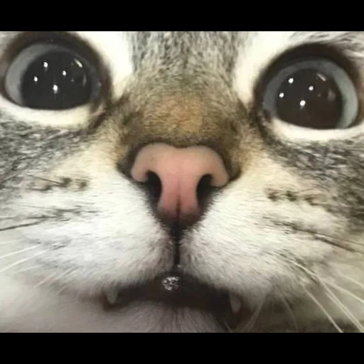 gatto, gatto, faccia di gatto, faccia di gatto, faccia di gatto