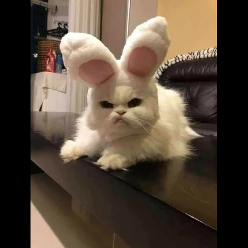 bunny, cat, funny cat, a displeased cat, the cat is displeased