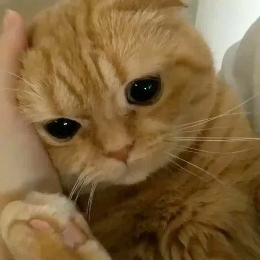 cat, cats, cute cats, the kitten is crying, crying cat