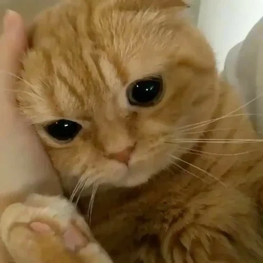 gato, gatos, gatos lindos, el gatito está llorando, gato llorando