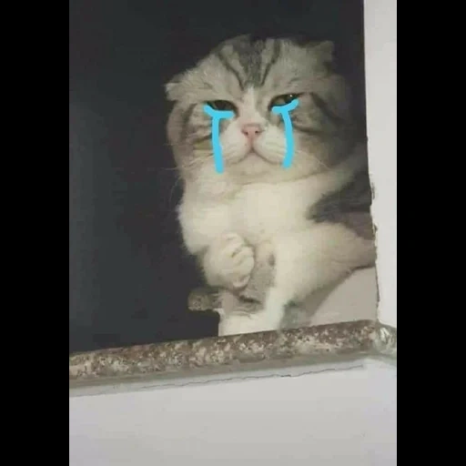 cat, cat cry, funny cats, the cat is fluffy, the cats are funny