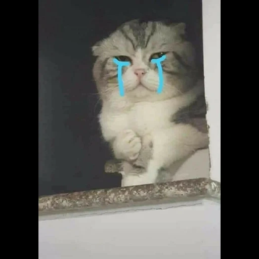 kucing, cry cry, kucing lucu, kucing itu lembut, kucing itu lucu