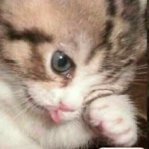 gato, gato, o gato chora o meme, gatinhos encantadores, o gato chorando ora