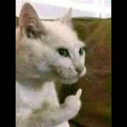 gato, gato, gato de meme, el gato llora con un meme, cat de meme llorando