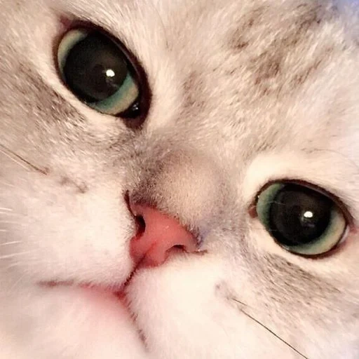 кот, милые котики, милый котик мем, белая кошка грустит, милые котики смешные
