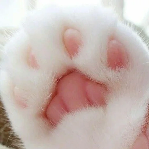 foot, cat's paw, cat's paw, foot pad, furry feet