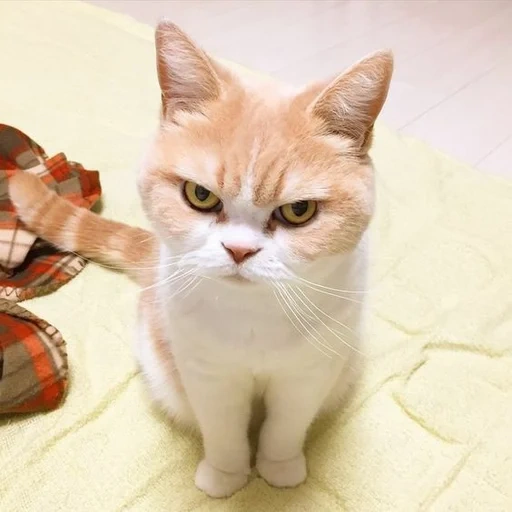кот, хмурый кот, недовольный кот, недовольный котик, недовольный белый кот
