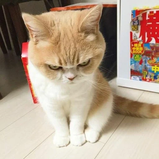 кот, хмурый кот, недовольный кот, недовольный котик, коюки японский кот