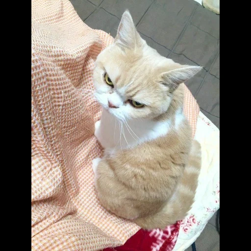 cat, cats, angry cat, koyuki cat, a displeased cat
