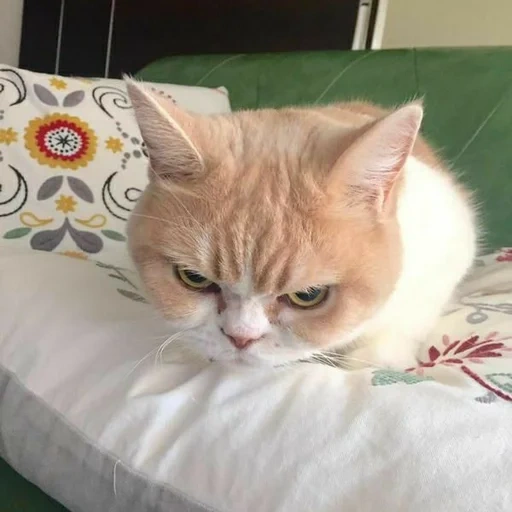 cat, gloomy cat, dissatisfied cat, outraged cat, a displeased cat