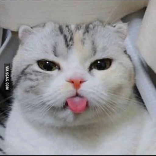 gato, gato, gato blanco, el gato muestra la lengua, el gato está atrapado en la lengua