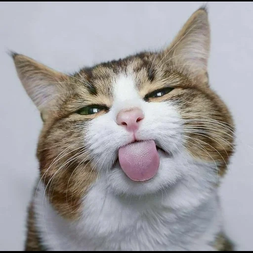 el gato es divertido, gato satisfecho, un gato sonriente, el gato muestra la lengua, el gato está atrapado en la lengua