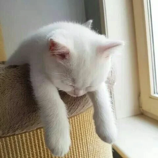 kucing, kucing, kucing putih, kucing lelah, kucing lucu