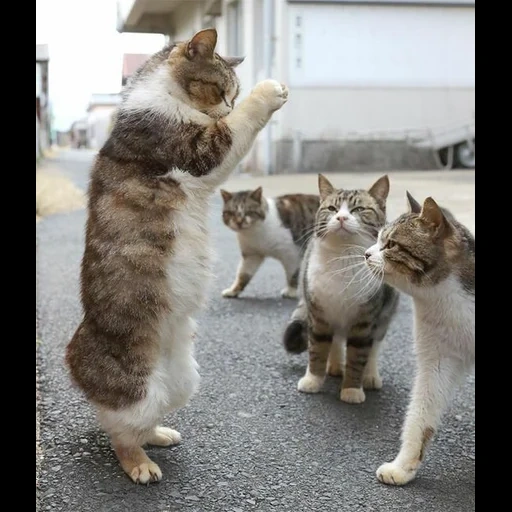 кот молится, смешные коты, смешные кошки, котики смешные, животные милые