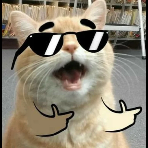 gato, gatos, meme cat, memes de gatos