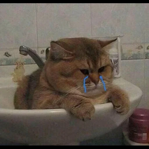 cat, cat cat, the cat is funny, the cat is a sink, funny cats