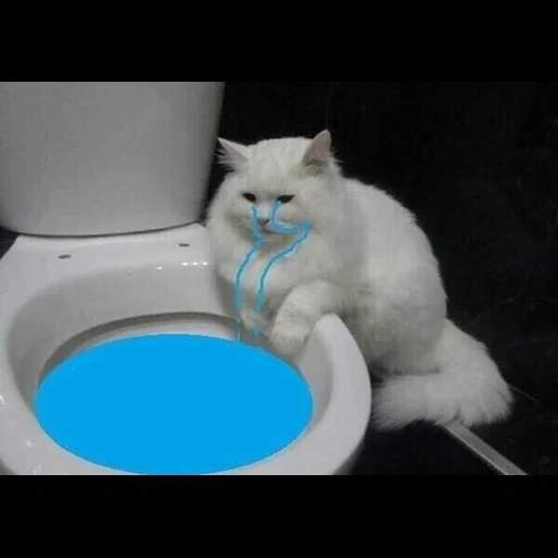 cat, the cat is washed, the cat is toilet, the cat is crying toilet