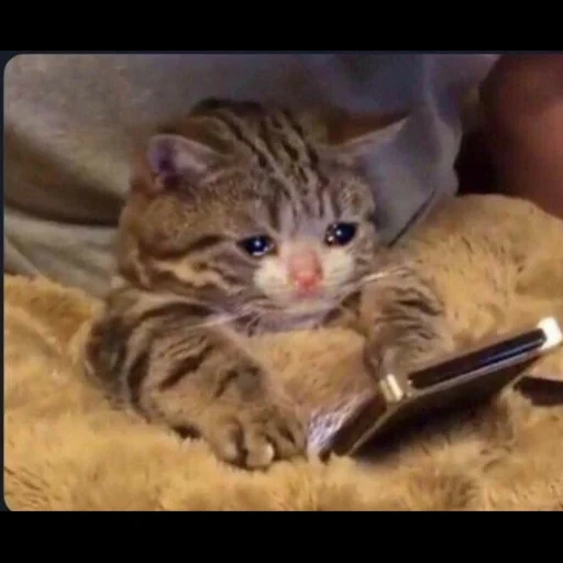 cat, animals, crying cats, sad cat, meme with a crying cat