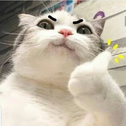 gato, meme de gato, memes de gatos, memes de gatos, animais engraçados