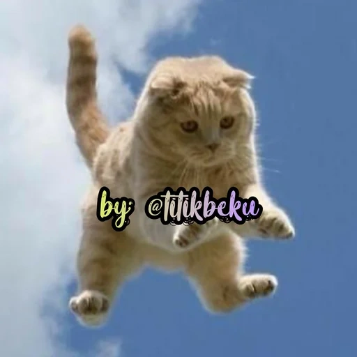 cat, cat, the cat flies, flying cat, jumping cat