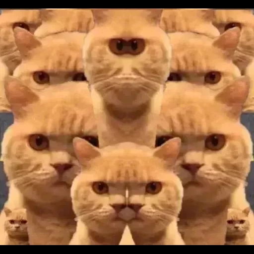 cat, kote, cat, cats